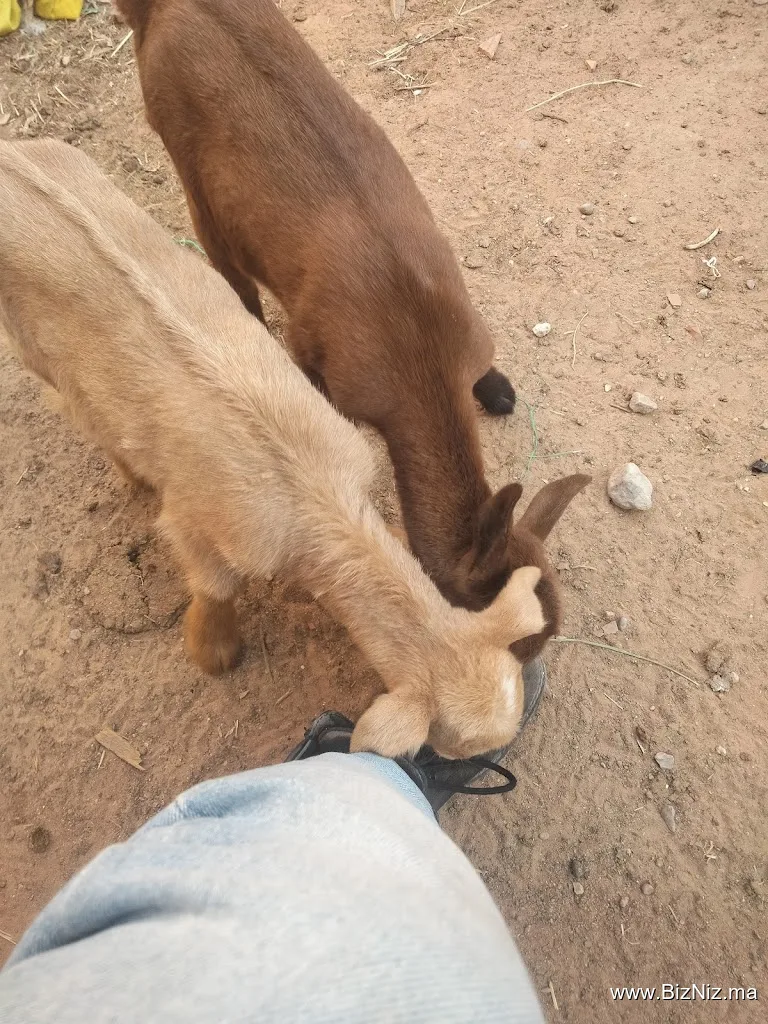 دار السي قويدر بن جلول