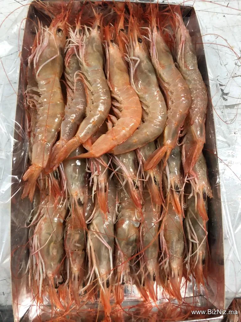 Samak Anwal Sarl : Import-Export de poissons et fruits de mer frais et surgelés.