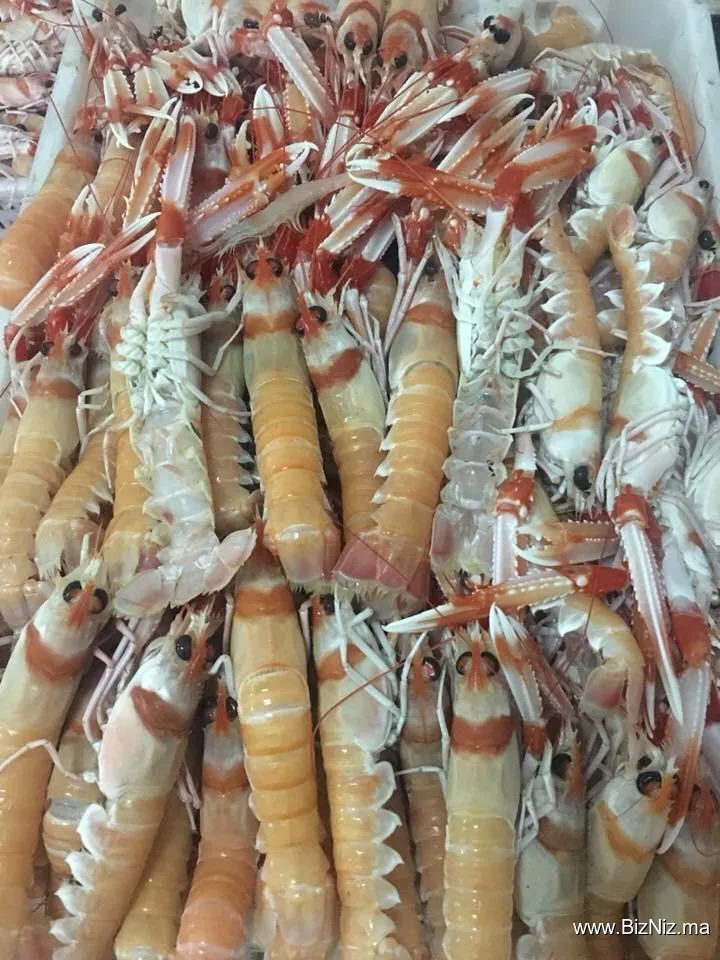 Samak Anwal Sarl : Import-Export de poissons et fruits de mer frais et surgelés.