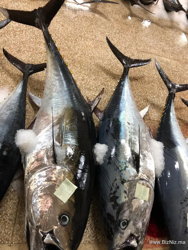 Samak Anwal Sarl : Import-Export de poissons et fruits de mer frais et surgelés.