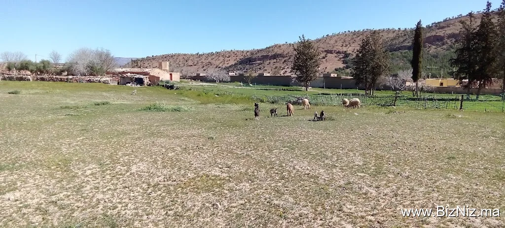 دوار بن التاج