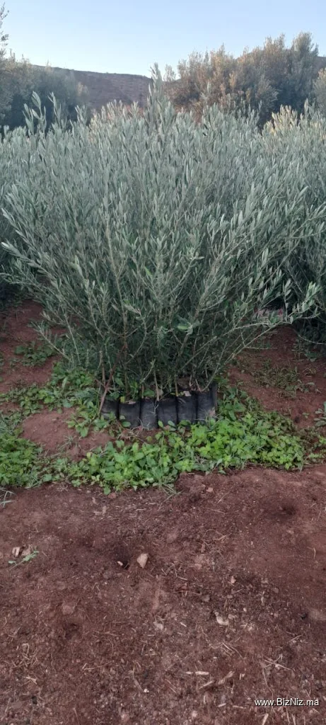 Marché des plants LAKTIT Mohamed