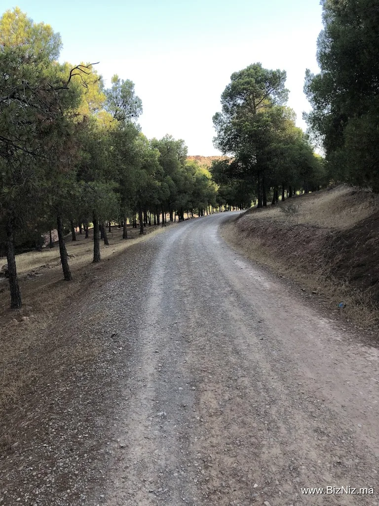 SIDI MAAFA Forest