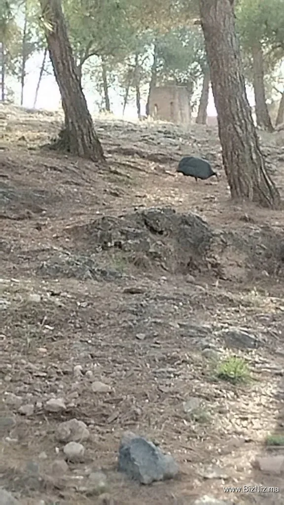 SIDI MAAFA Forest