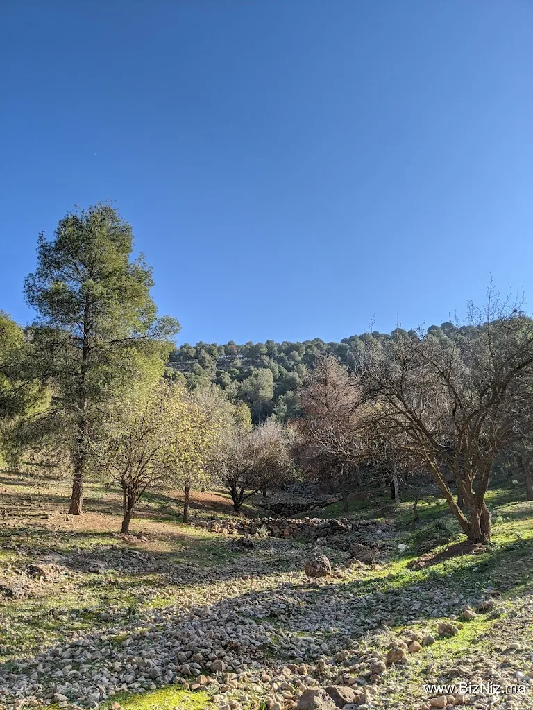 SIDI MAAFA Forest