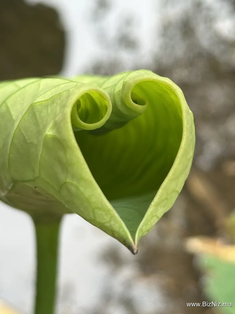 Les Jardins Exotiques de Bouknadel