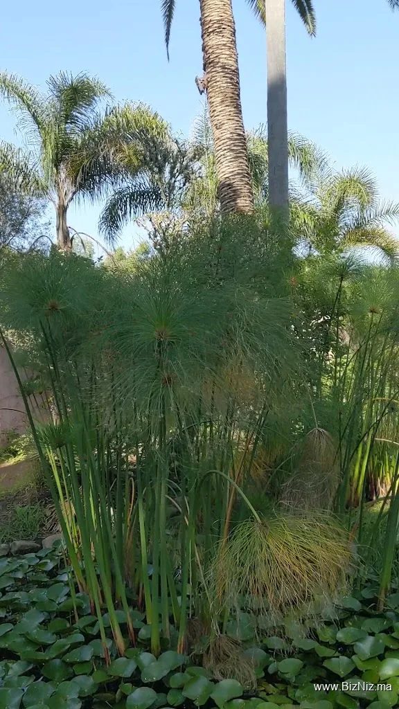 Les Jardins Exotiques de Bouknadel