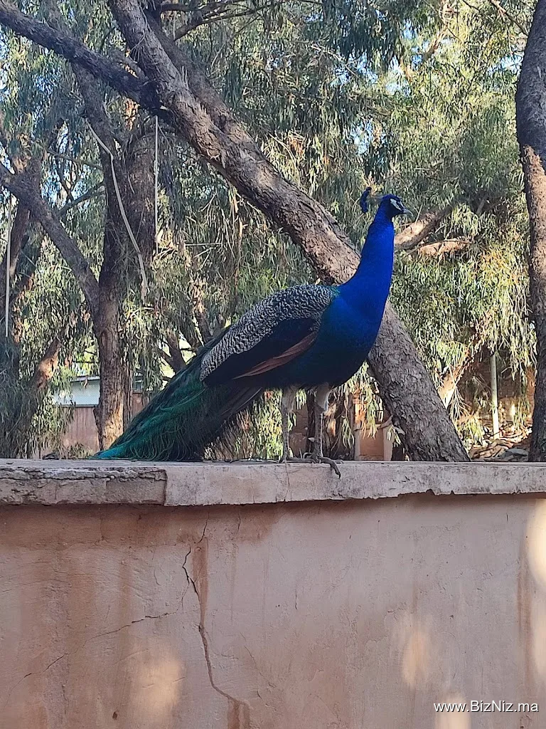 Agadir Medina