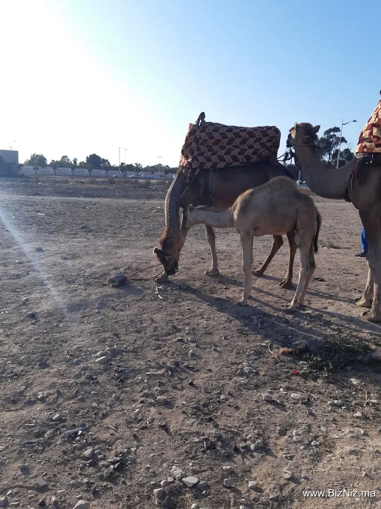 Agadir Moment Tours