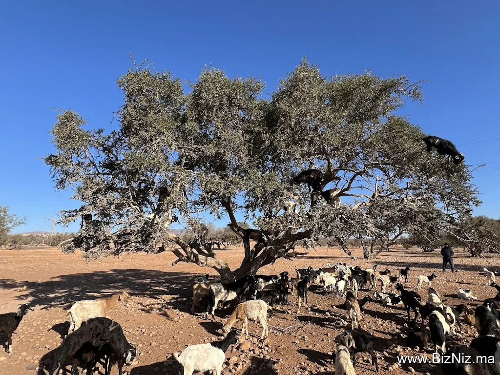 Agadir oasis
