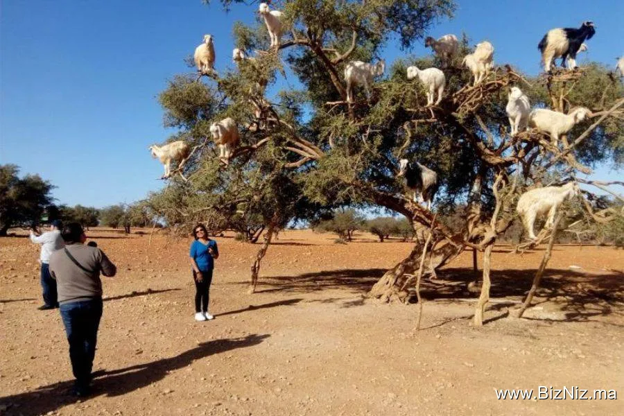 Agadir oasis
