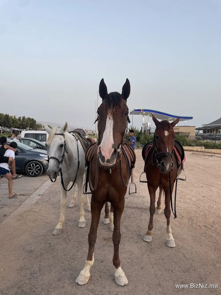 Ranch paradise - Horse riding Taghazout