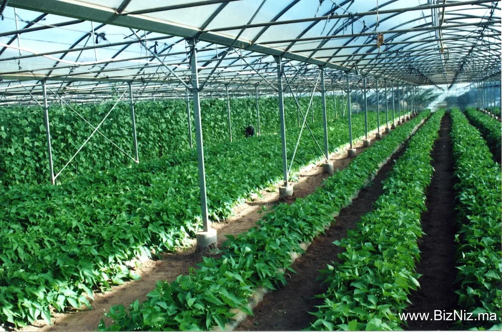 Office Régional de Mise en Valeur Agricole du Souss Massa