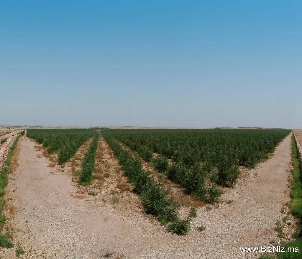 Atlas olive oil
