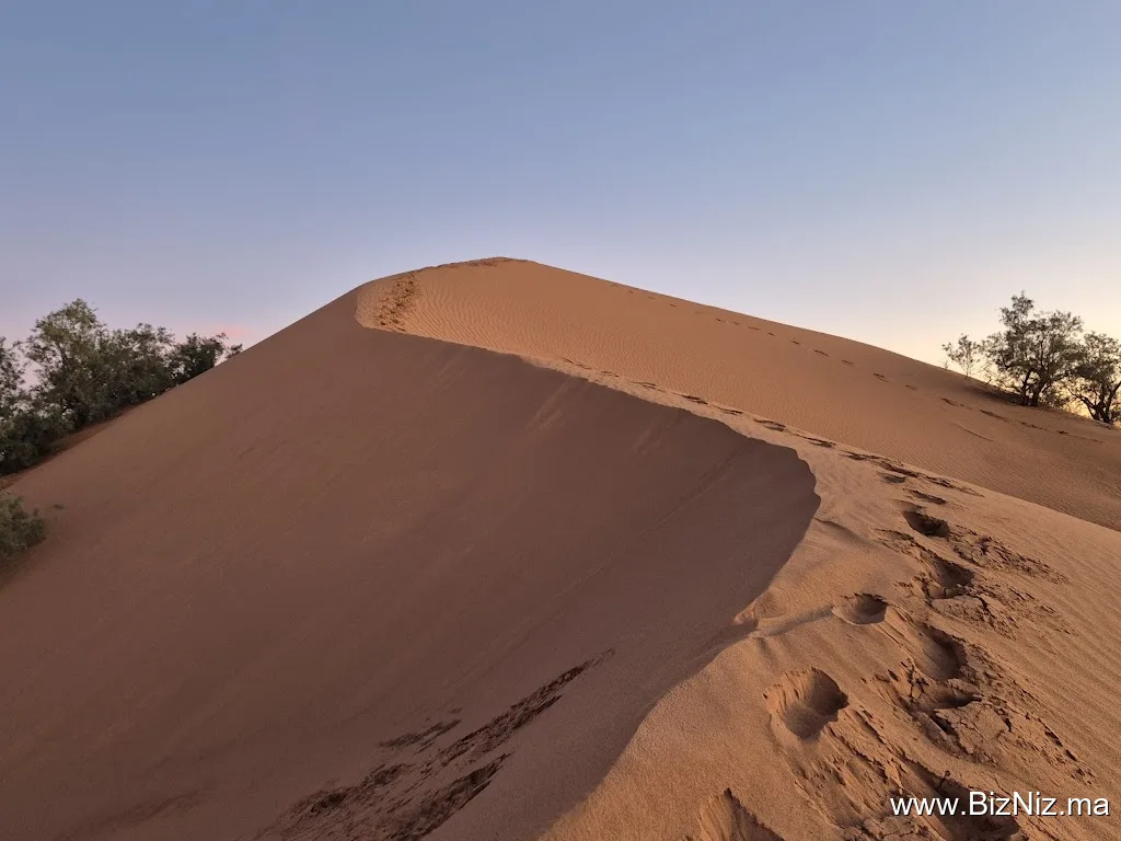 Desert Majesty