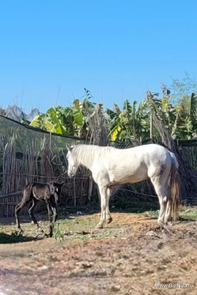 Horses Tin Hinan
