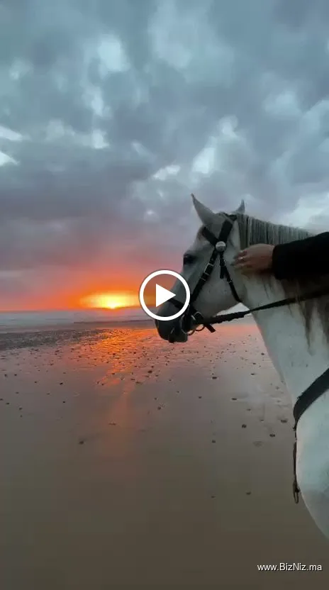Horses Tin Hinan