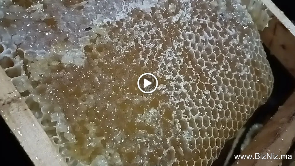 Coopérative Agricole Tizourine