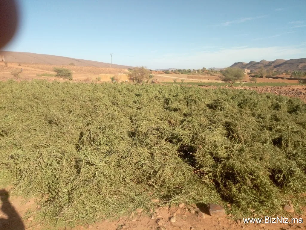 cooperative agriculture tnoumrite