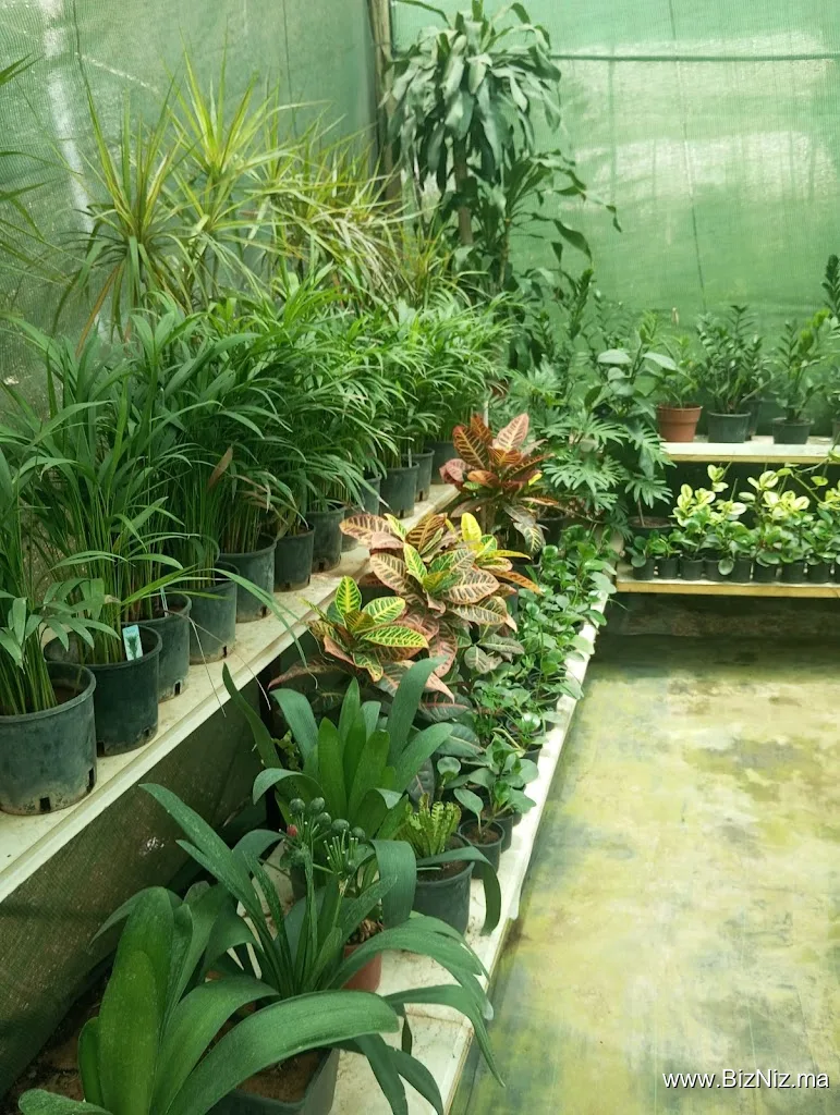 Aglomira Plante pépinière