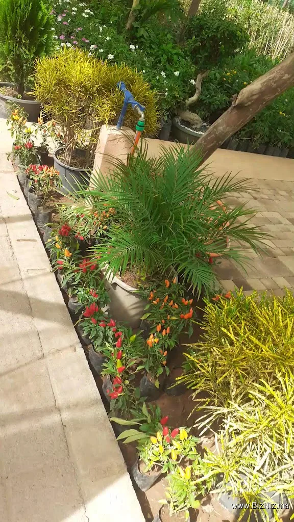 Aglomira Plante pépinière