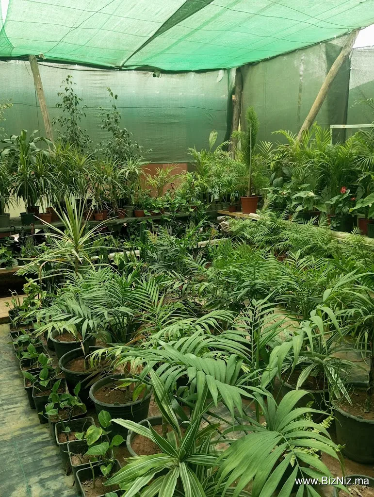 Aglomira Plante pépinière
