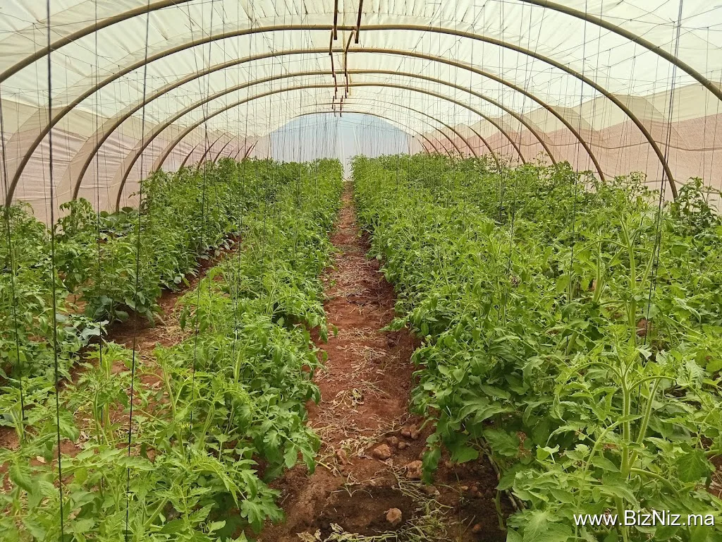 Abdellah Farmer