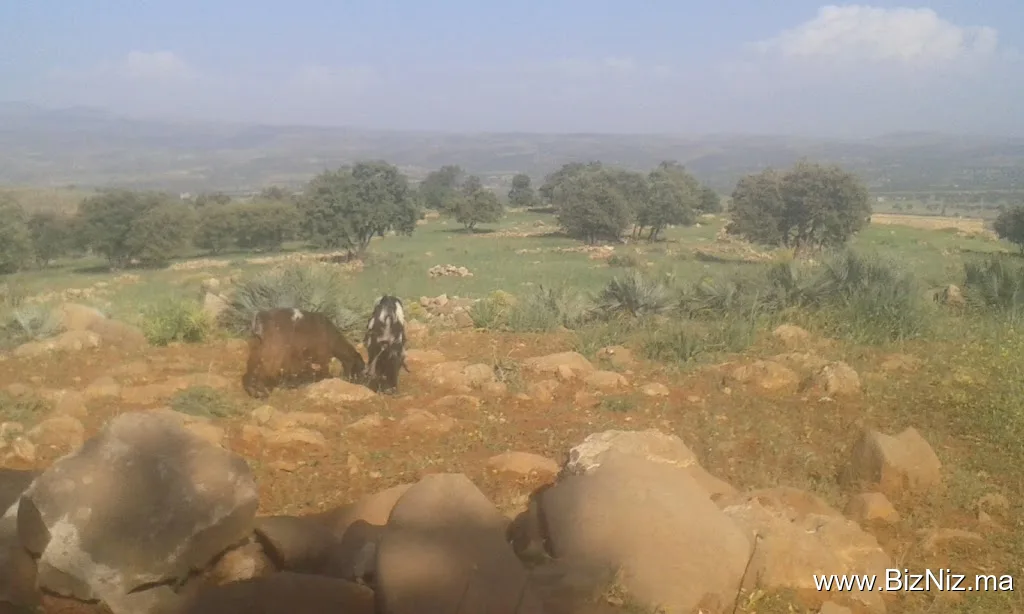 Lotissement Lota2/ OUABBAS