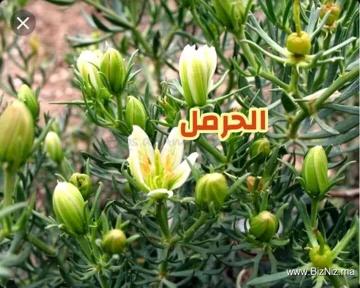 التعاونية الفلاحية النحلة الجبلية مناحل خليف