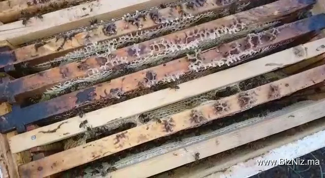 Les ruchers des frères Khalif