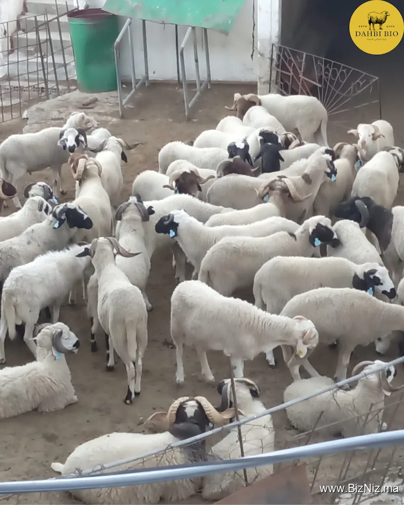 لحوم الذهبي الطبيعية DAHBI BIO