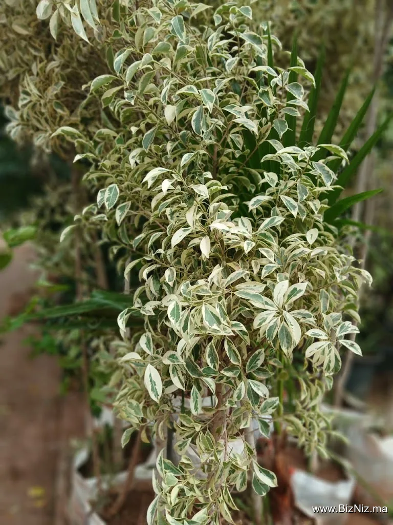 Polyparc Pépinière