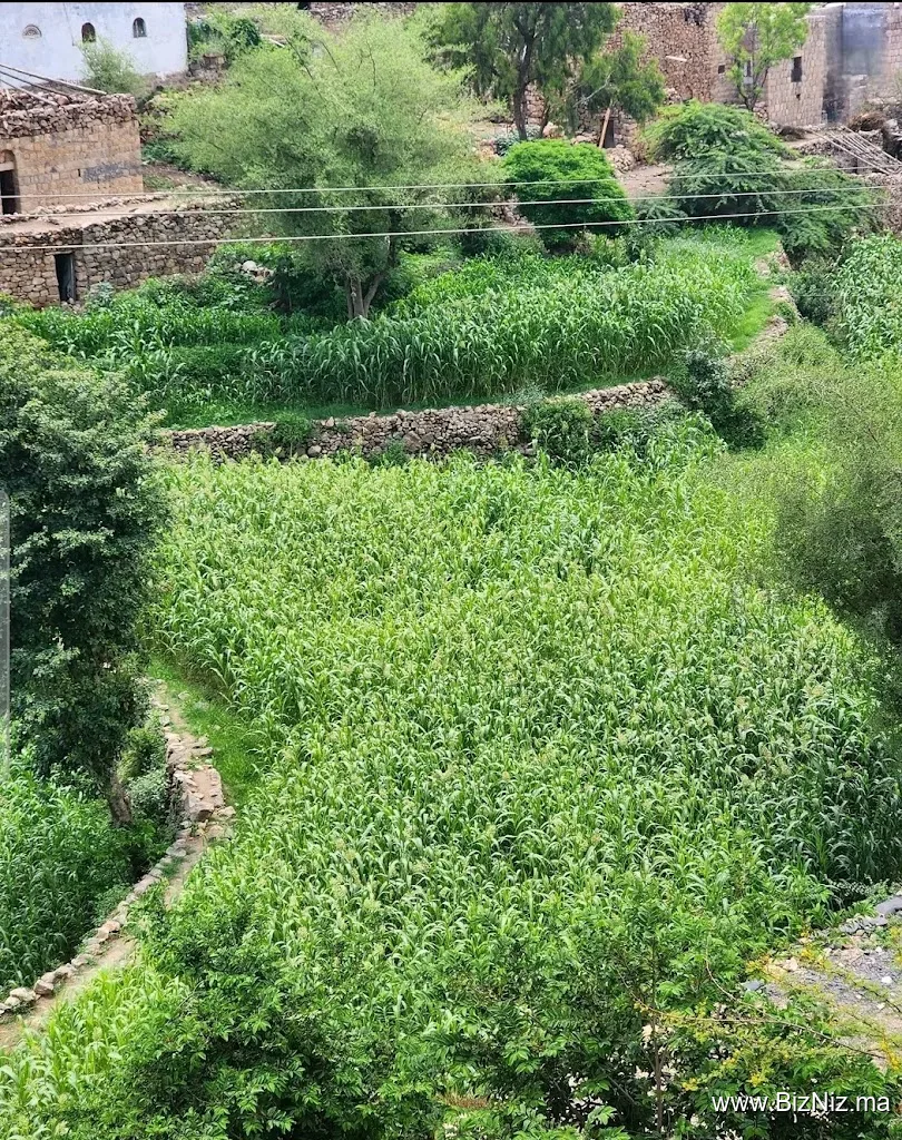 تونات