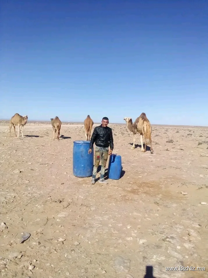 Пристанище Тарфая