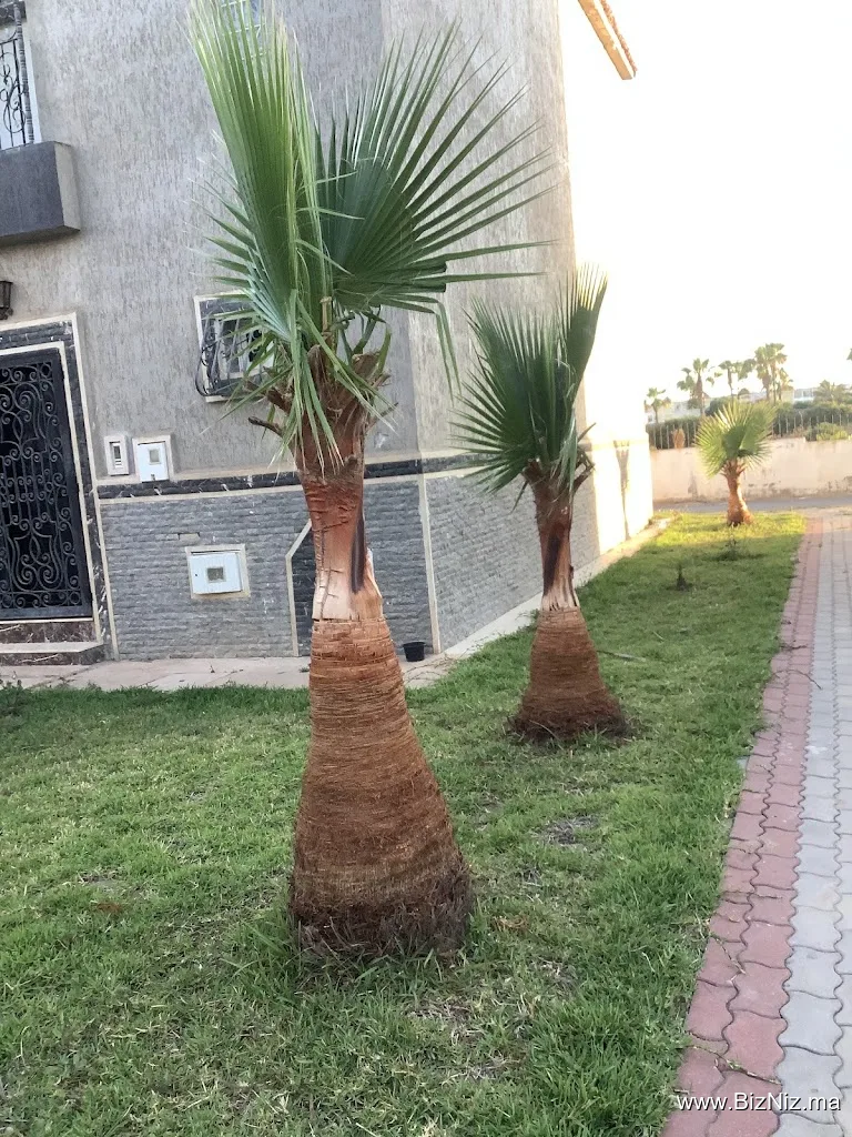 Sidi rahal chatai
