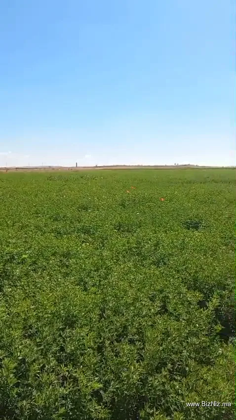 الحباشة