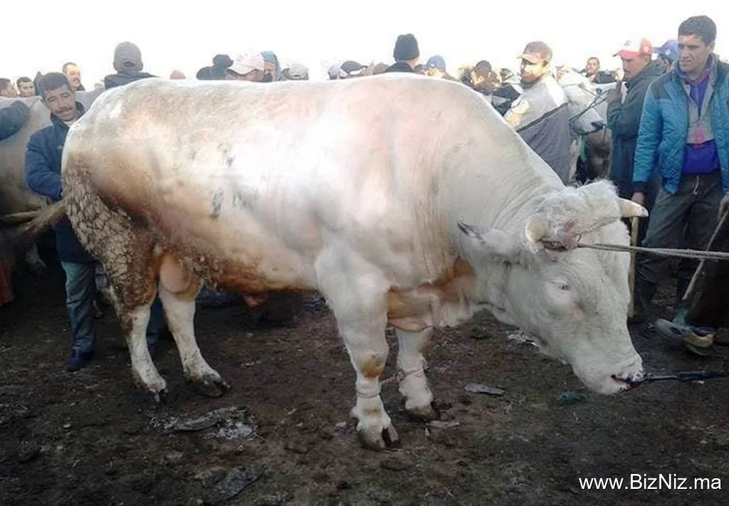 Abattoirs Had Ouled Frej مجزرة حد أولاد أفرج