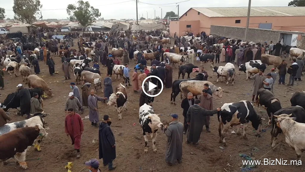 Abattoirs Had Ouled Frej مجزرة حد أولاد أفرج