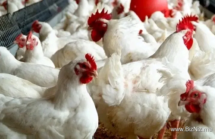 Vendeur des poules