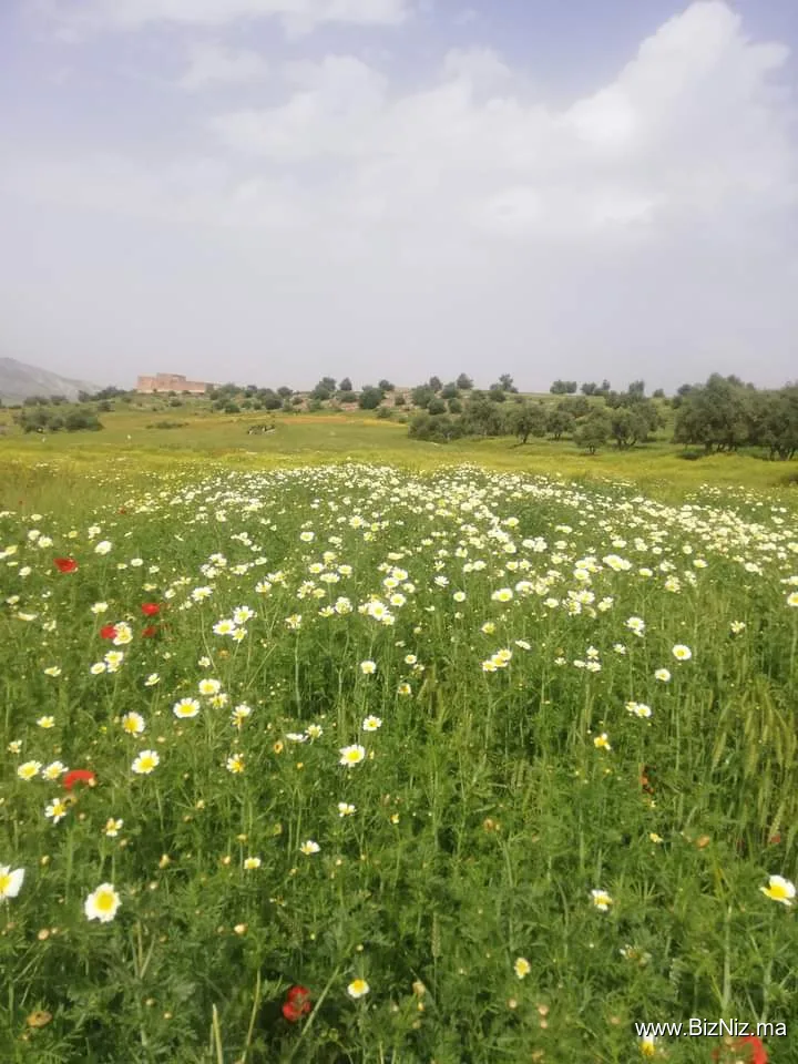 Gare Taxis Fes
