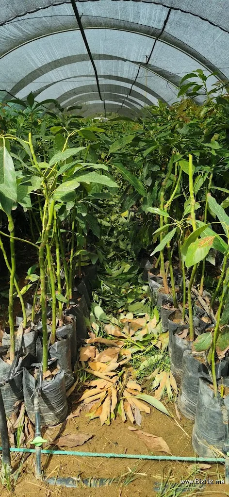 Planta Kabel