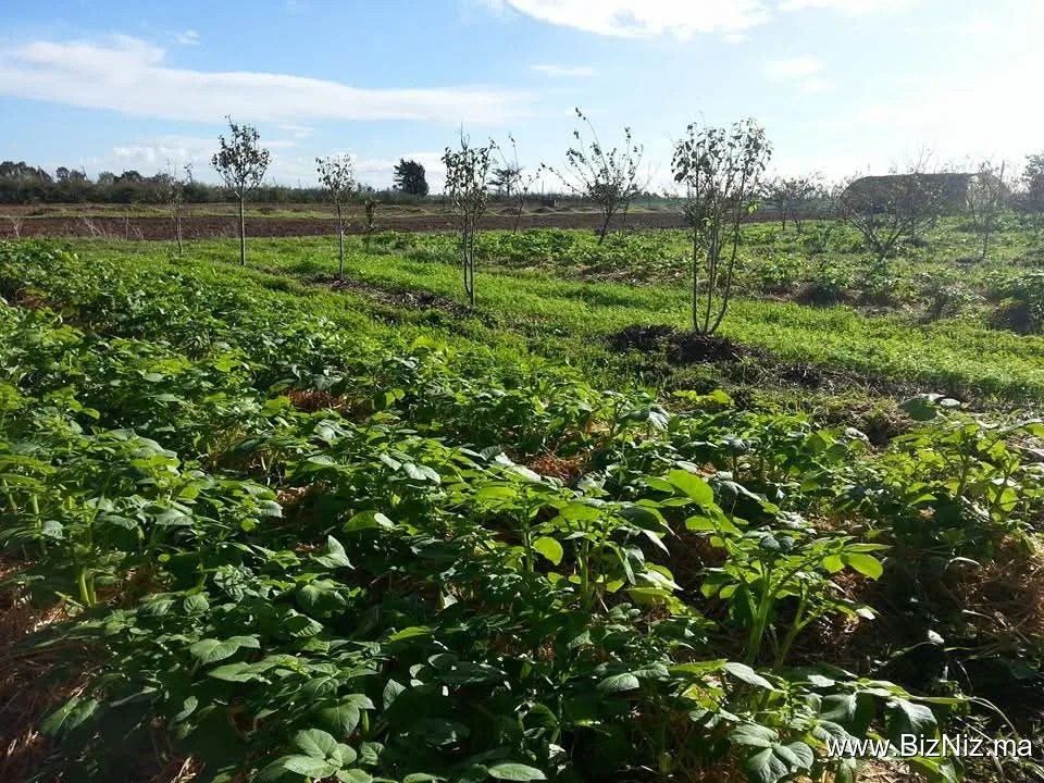 Le Potager Bio Oued El Maleh