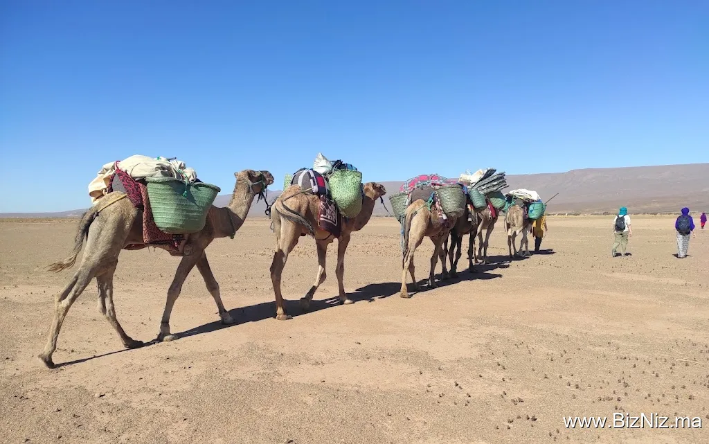Desert Foum Zguid