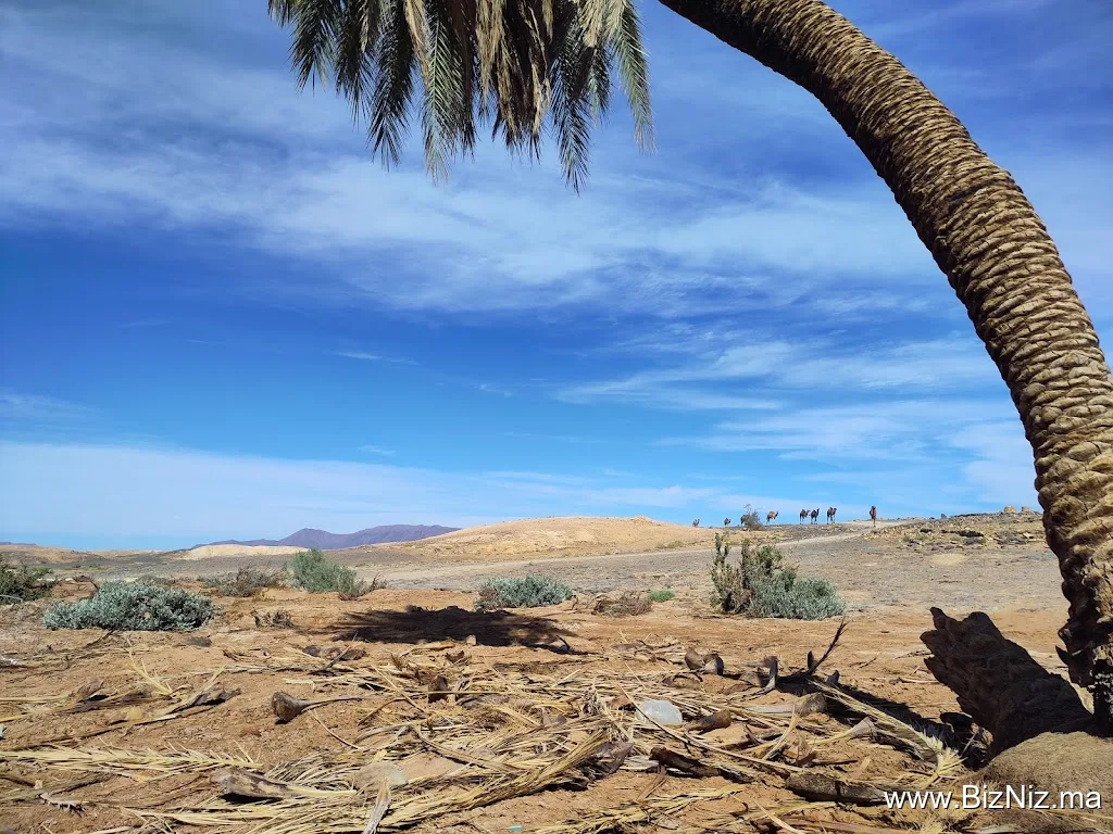 Foum Zguid Desert Tour