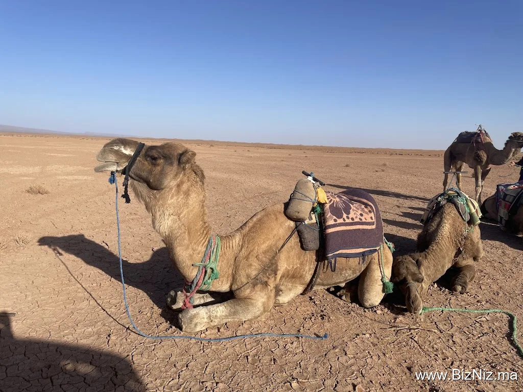 Foum zguid excursions bivouac & trek nomads