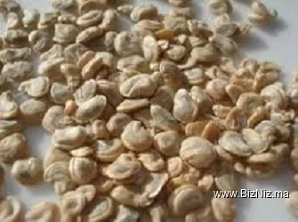 Oil Quality Sarl Import/Export