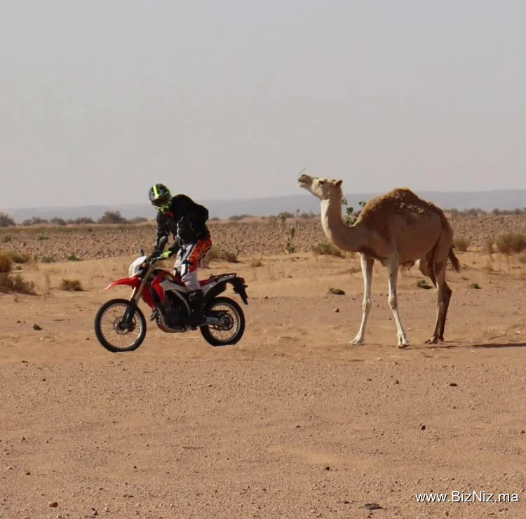 Travel To Desert / Morocco Sahara Tours