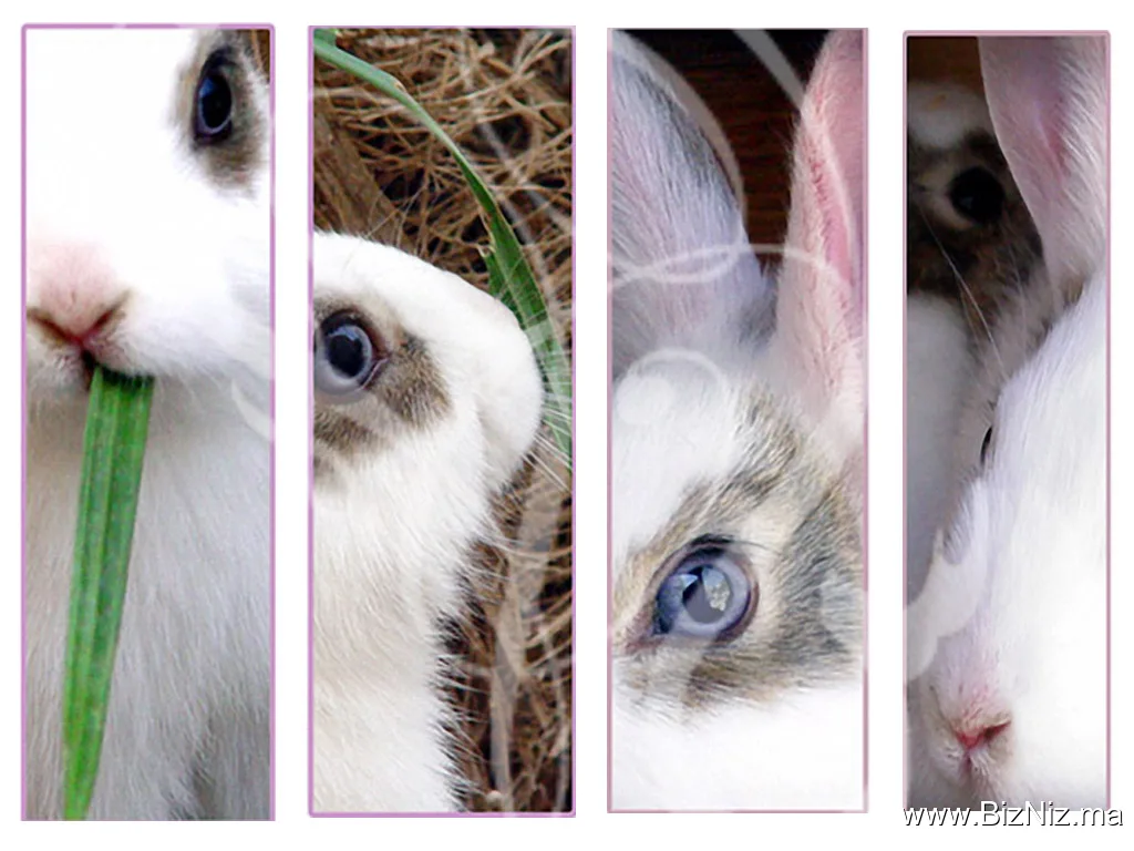 Elevage lapin cunimaroc