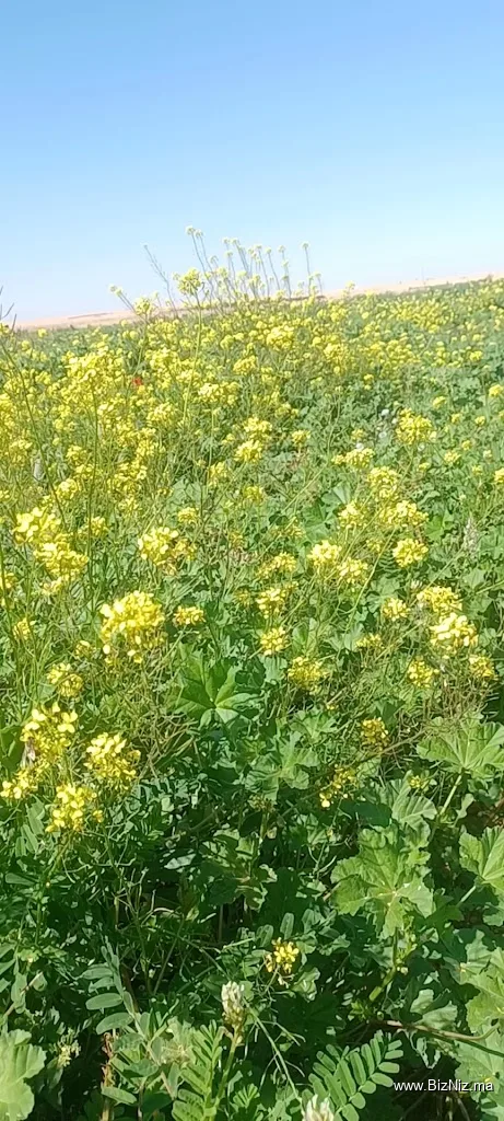 إقامات الإنبعاث