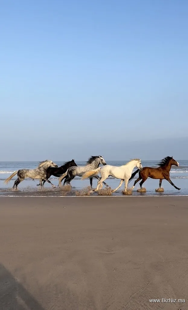 Essaouira Dreamers